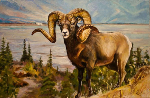 Алтайский горный баран аргали