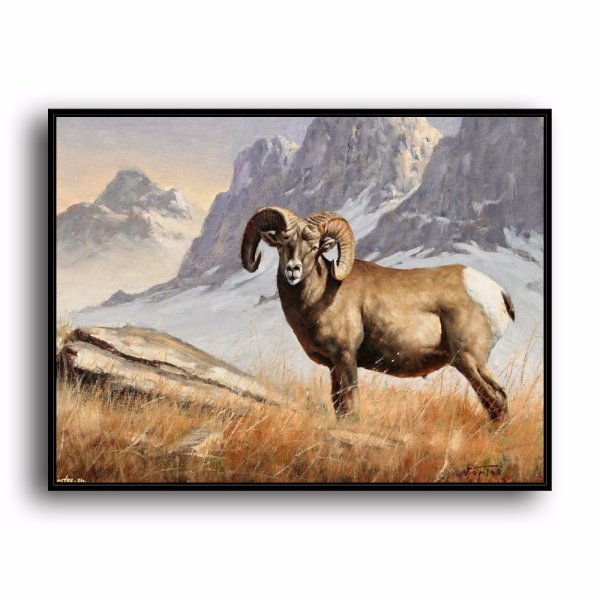 Дикий баран иллюстрация