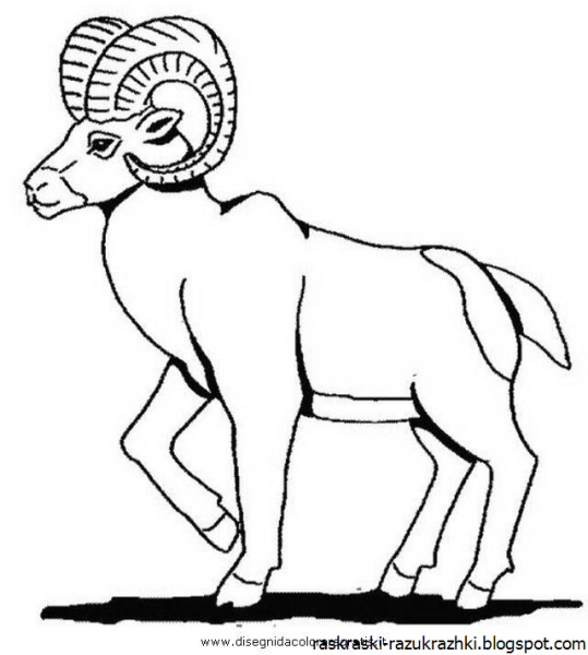 Горный баран раскраска