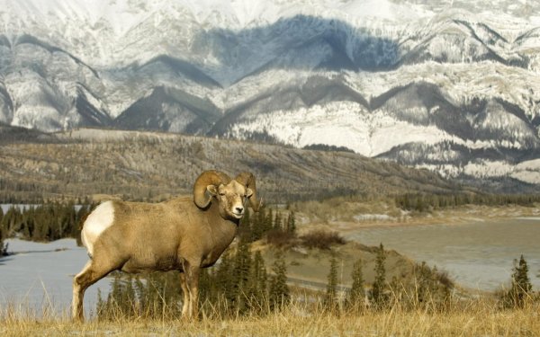 Горный Архар Кавказ