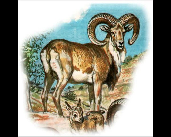 Горные животные для детей