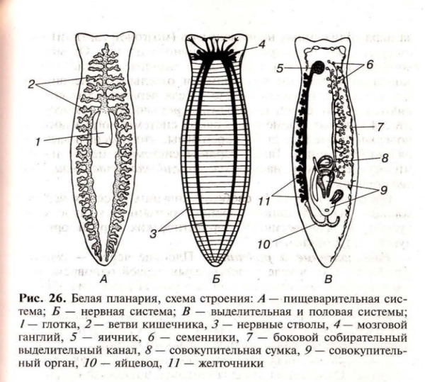 Строение плоских червей ЕГЭ