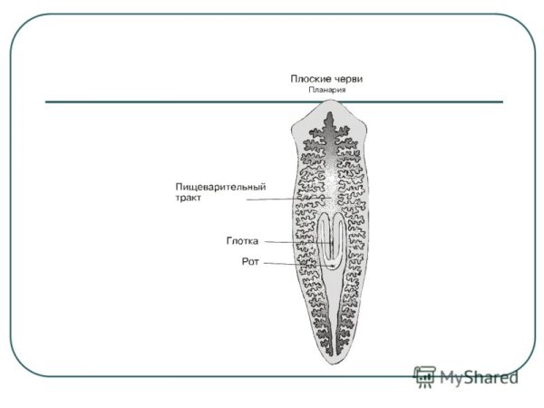 Строение пищеварительной системы плоских червей