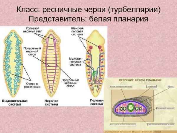 Схема строения плоских червей