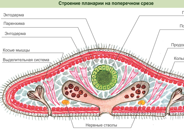 Строение белой планарии поперечный срез