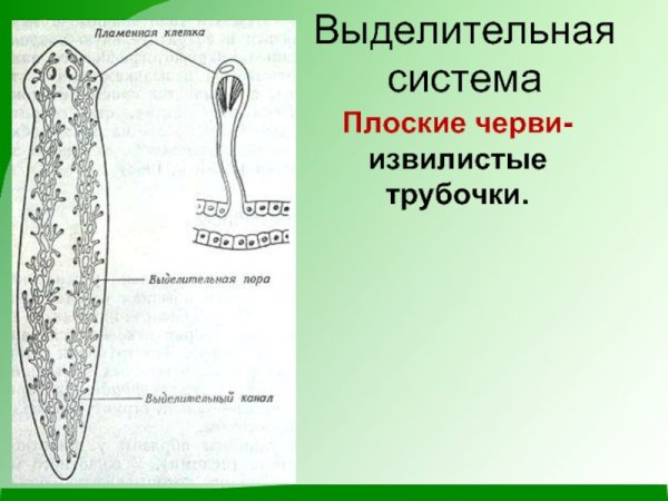 Выделительная система плоских червей схема