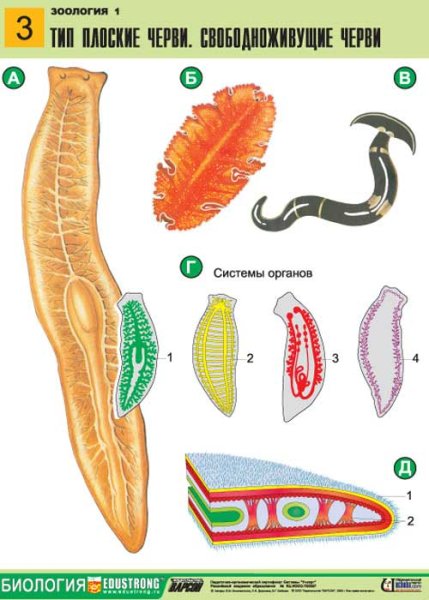 Зоология Тип плоские черви