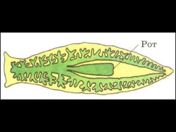 Пищеварительная система планарии