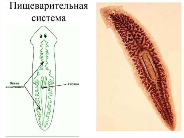 Ресничные черви пищеварительная система