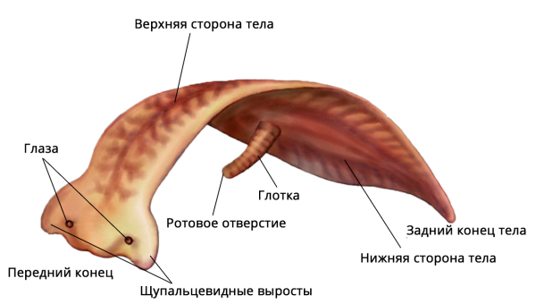 Ресничные черви внешнее строение