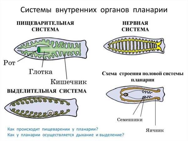 Системы внтреннихорганов елой планарии