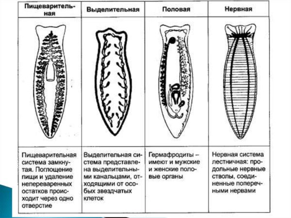 Схема выделительной системы планарии