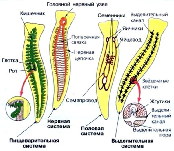 Тип плоские черви системы органов