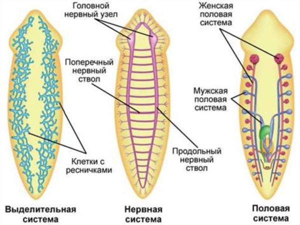 Схема нервной системы плоских червей