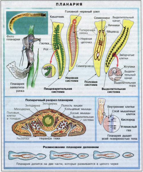 Схема строения планарии