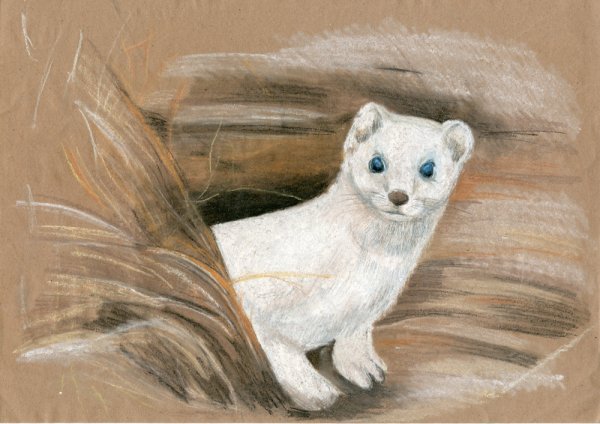 Микитов Соколов "горностай горностай