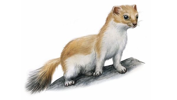 Ласка рисунок