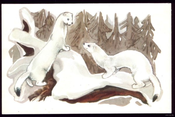 Ласка животное Графика