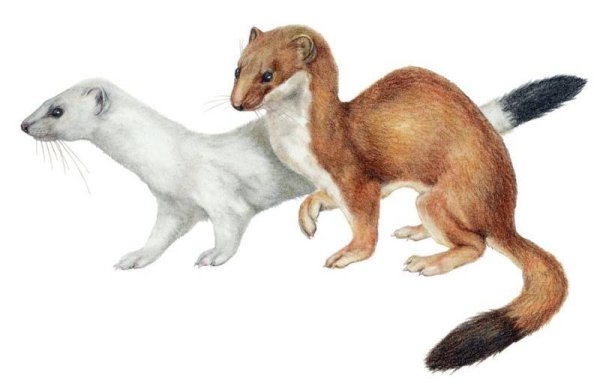 Горностай анатомия