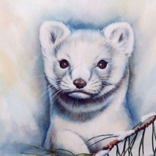 Соболь рисунок