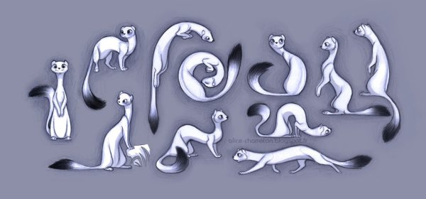 Соболь референс