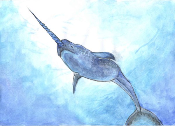 Рисунок нарвала для срисовки