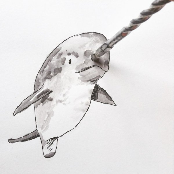 Нарвал для детей