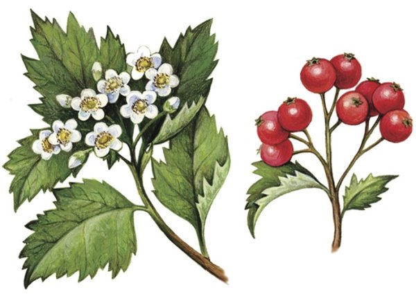 Боярышник кроваво-красный Фармакогнозия