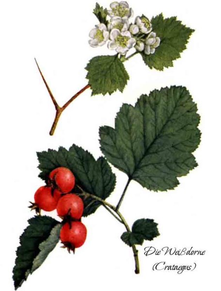 Боярышник колючий Фармакогнозия