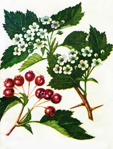 Боярышник кроваво-красный и колючий