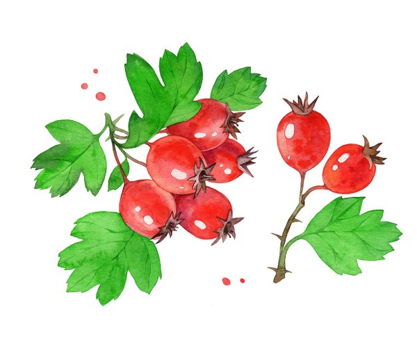 Боярышник рисунок