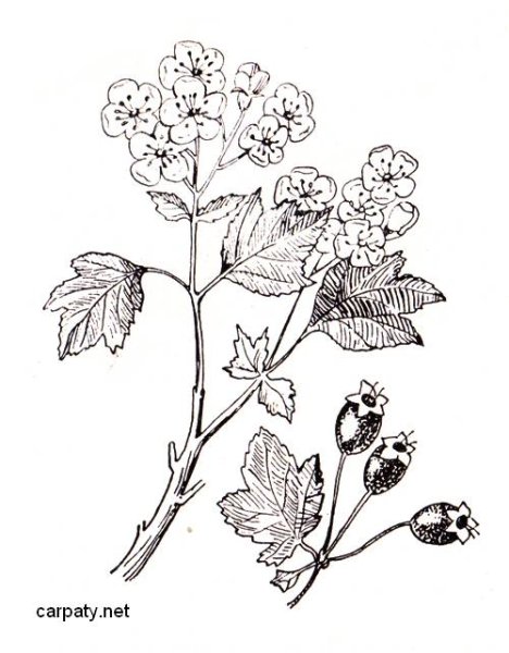 Боярышник кроваво-красный Фармакогнозия