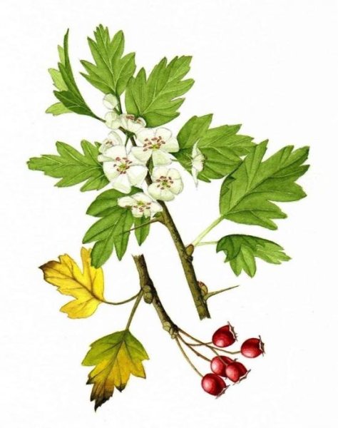 Ботаническое боярышника кроваво-красного