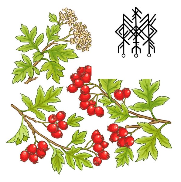 Боярышник Фармакогнозия