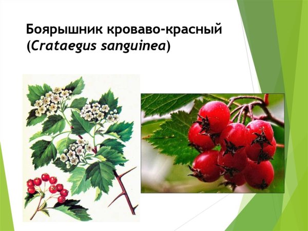 Боярышник кроваво-красный листорасположение
