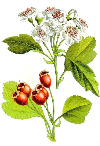 Розоцветные растения боярышник