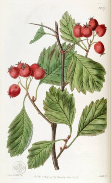 Боярышник кроваво-красный Фармакогнозия