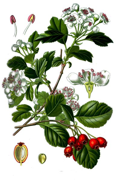 Боярышник кроваво-красный