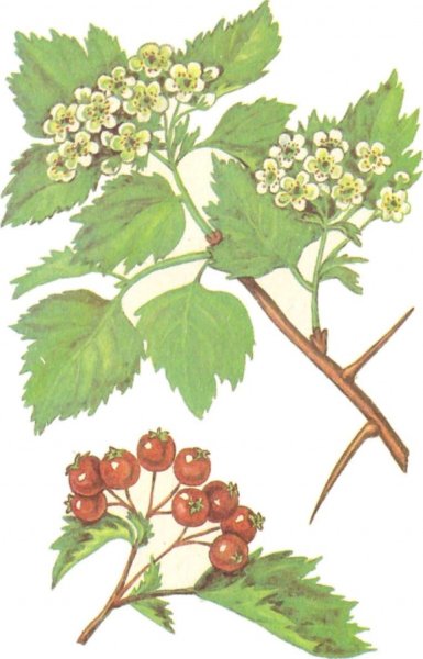 Боярышник кроваво-красный