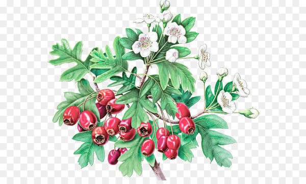 Брусника брусника боярышник боярышник