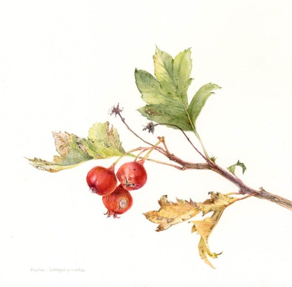 Боярышник черноплодный Ботанический атлас