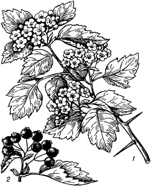 Боярышник кроваво-красный рисунок