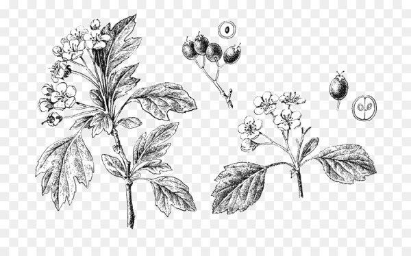 Боярышник кроваво-красный рисунок