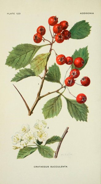 Боярышник кроваво-красный Фармакогнозия