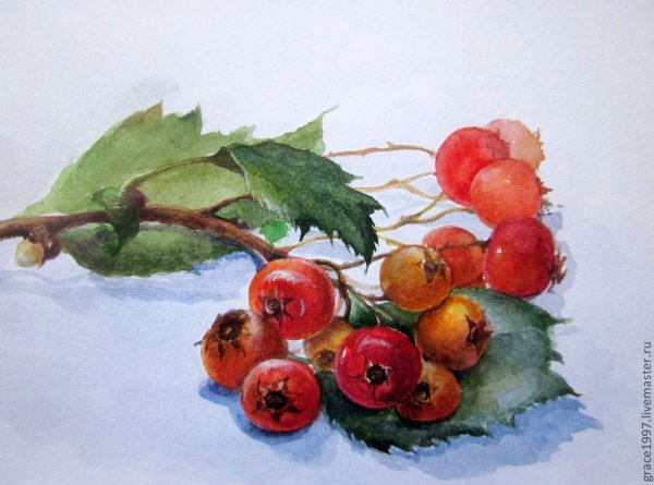 Ветка рябины акварелью