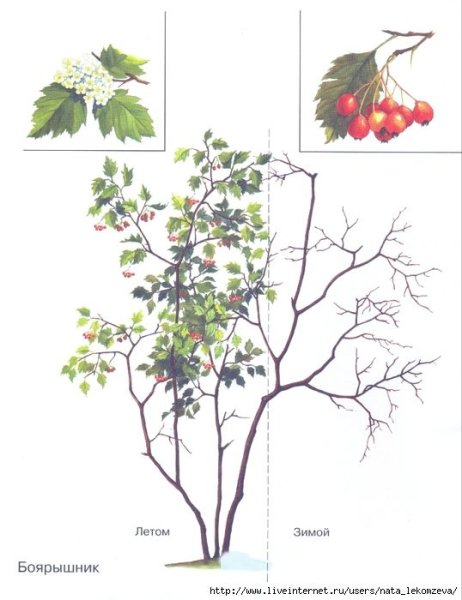 Калина строение куста