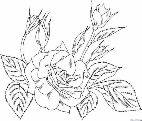 Цветы картинки раскраски