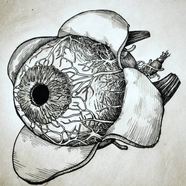 Нарисовать глазное яблоко