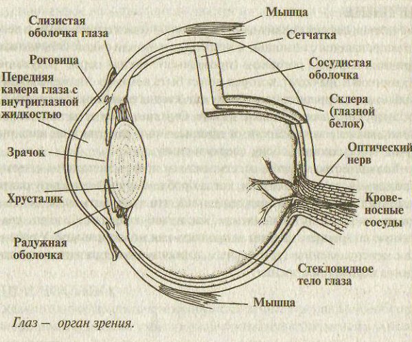 Строение глаза человека схема