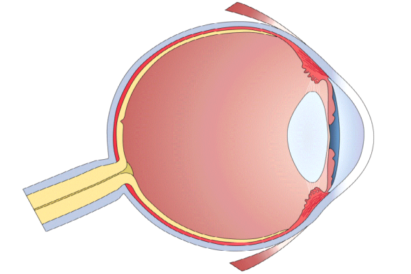 Строение глаза без подписей